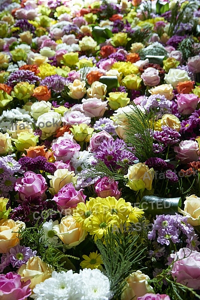 Flowers, plants, background