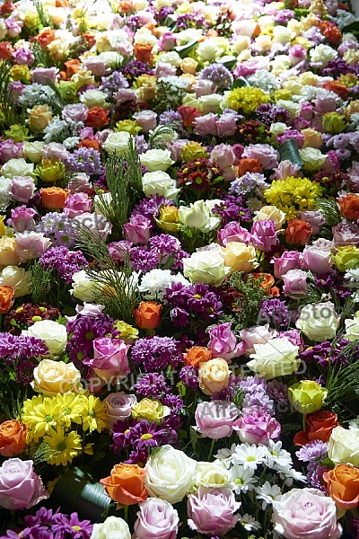 Flowers, plants, background