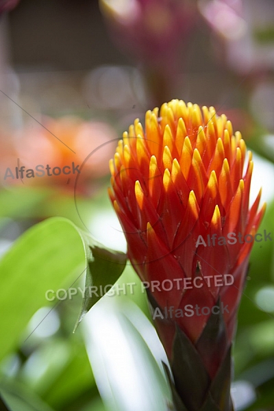 Flowers, plants, background