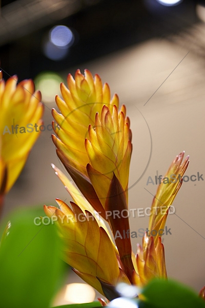 Flowers, plants, background