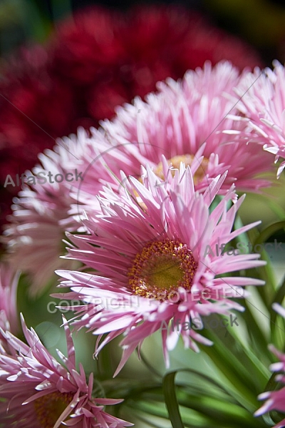 Flowers, plants, background