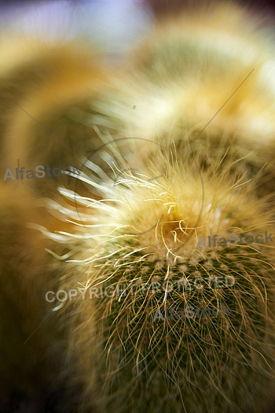 Flowers, plants, background