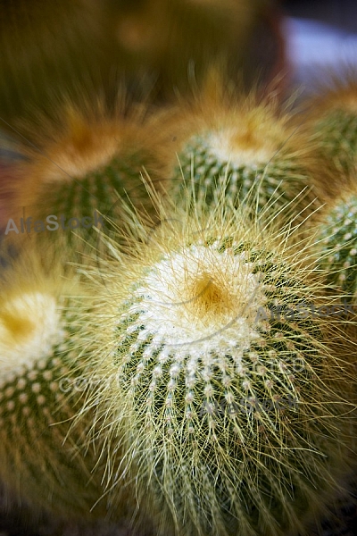 Flowers, plants, background