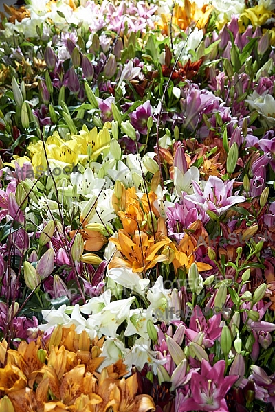 Flowers, plants, background