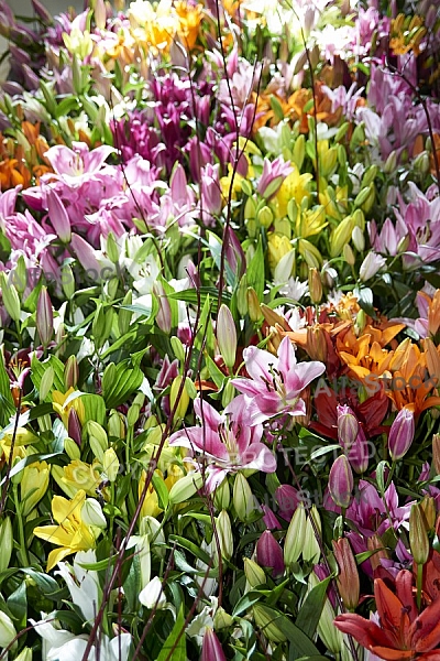 Flowers, plants, background