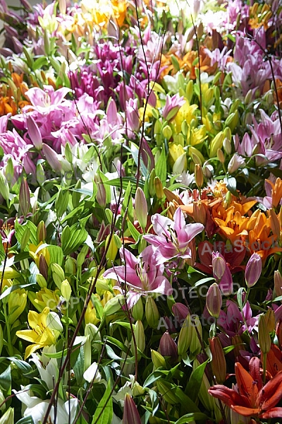 Flowers, plants, background