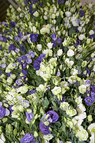 Flowers, plants, background