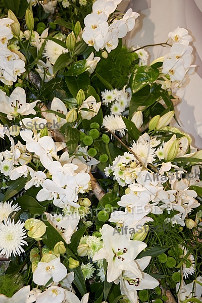 Flowers, plants, background