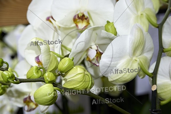 Flowers, plants, background