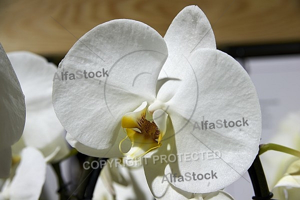 Flowers, plants, background