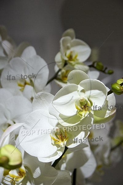 Flowers, plants, background