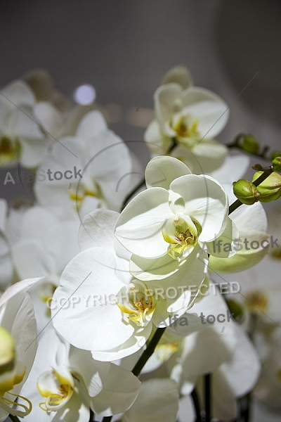 Flowers, plants, background