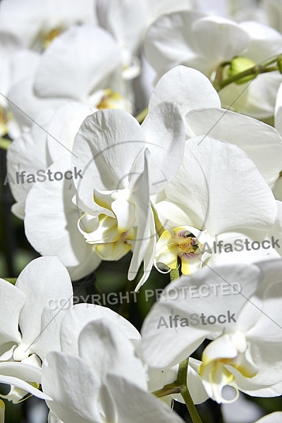 Flowers, plants, background