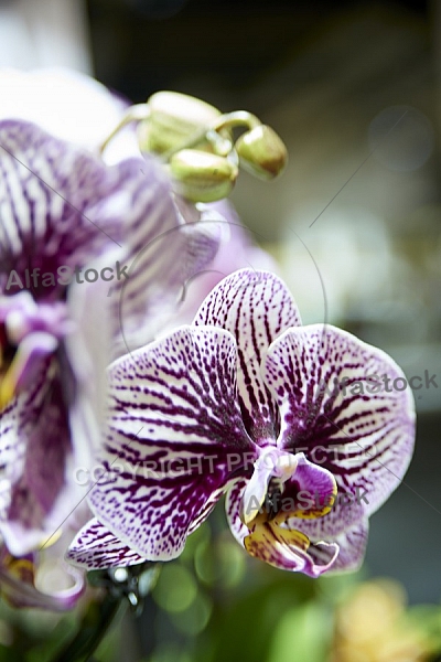 Flowers, plants, background