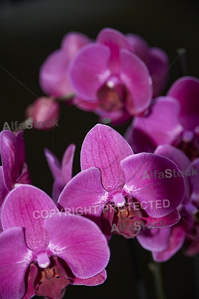 Flowers, plants, background