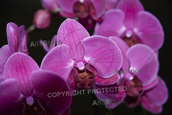 Flowers, plants, background