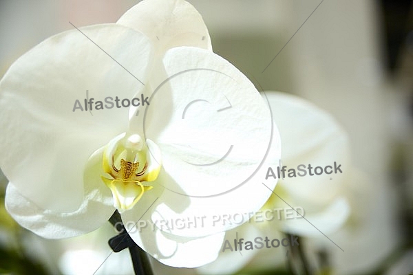 Flowers, plants, background