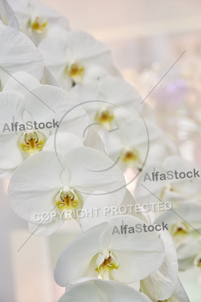 Flowers, plants, background