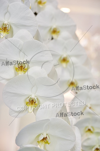 Flowers, plants, background