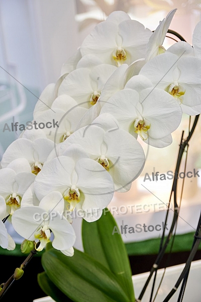 Flowers, plants, background