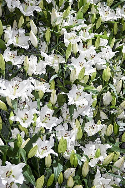 Flowers, plants, background