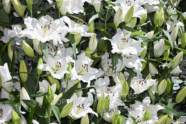 Flowers, plants, background