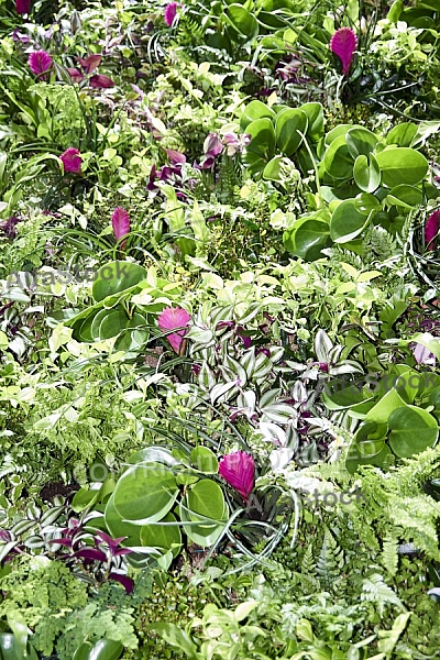 Flowers, plants, background