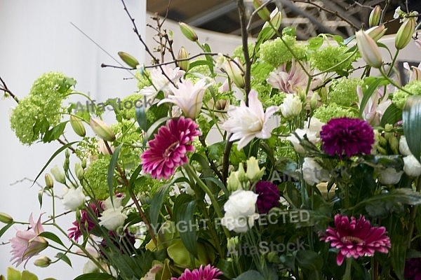 Flowers, plants, background