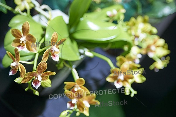 Flowers, plants, background