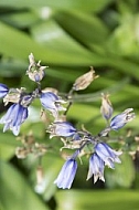 Flowers, plants, background, Spring