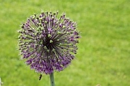 Flowers, plants, background, Spring