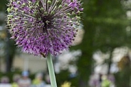 Flowers, plants, background, Spring