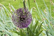 Flowers, plants, background, Spring