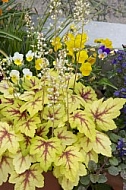 Flowers, plants, background, Spring