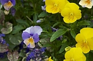 Flowers, plants, background, Spring