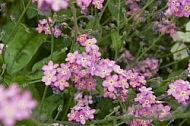 Flowers, plants, background, Spring