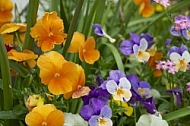 Flowers, plants, background, Spring