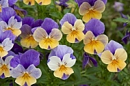 Flowers, plants, background, Spring