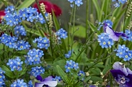 Flowers, plants, background, Spring