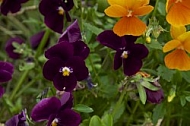 Flowers, plants, background, Spring