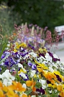 Flowers, plants, background, Spring