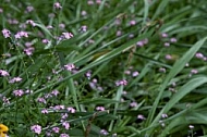 Flowers, plants, background, Spring