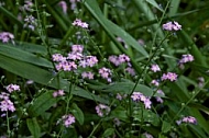 Flowers, plants, background, Spring