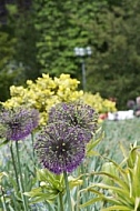 Flowers, plants, background, Spring