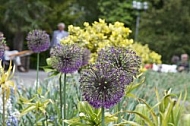 Flowers, plants, background, Spring