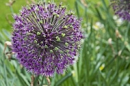 Flowers, plants, background, Spring