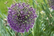 Flowers, plants, background, Spring