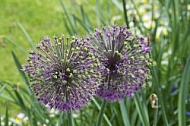 Flowers, plants, background, Spring