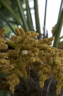 Flowers, plants, background, Spring