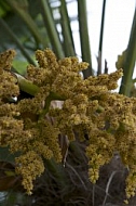 Flowers, plants, background, Spring